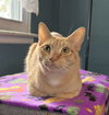 Peaches - Photo 1