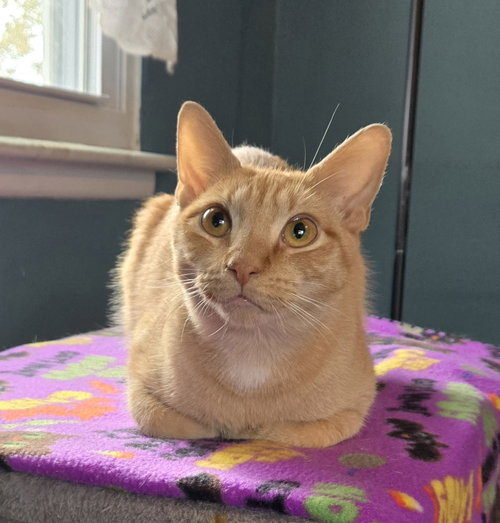 PEACHES - Domestic Short Hair available for adoption