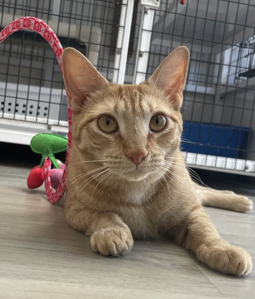 PEACHES - Domestic Short Hair available for adoption