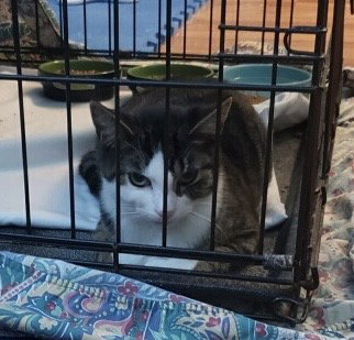 picture of the cat needing adoption