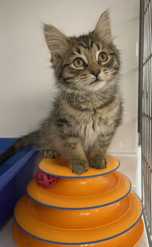 BERNARD - Domestic Long Hair available for adoption