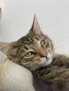 Bernard - Photo 3