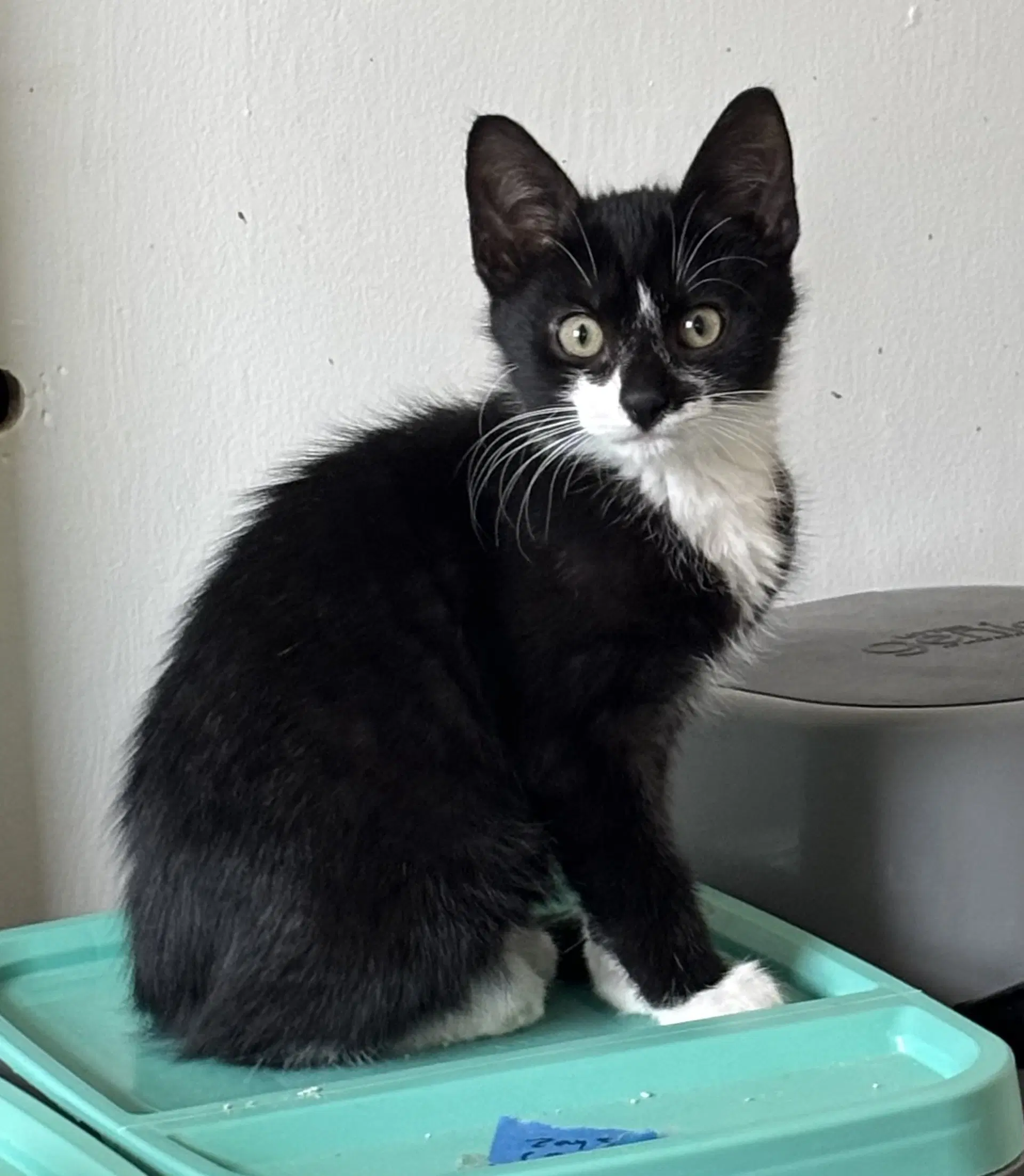 Apostrophe Formerly Mersadie - Domestic Short Hair