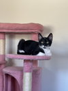 Apostrophe (formerly Mersadie) - Photo 3