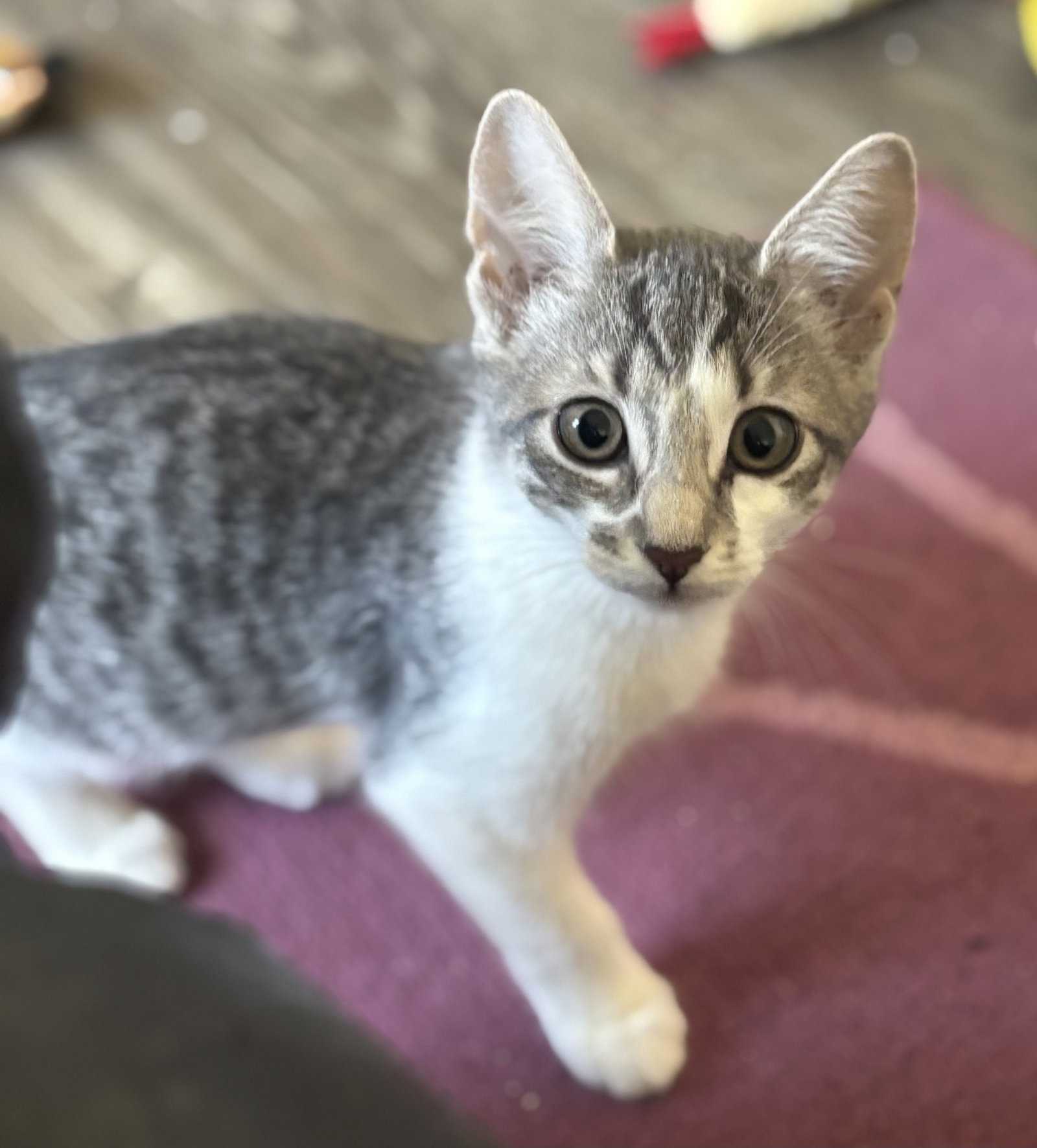 Tilde (formerly Leah) Image