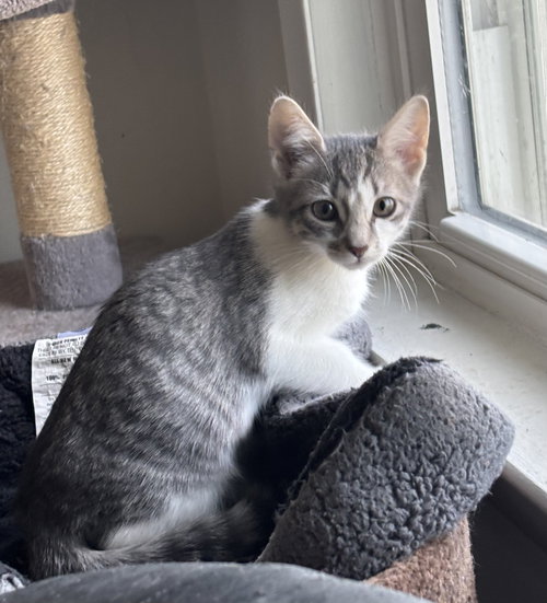 TILDE (FORMERLY LEAH) - Domestic Short Hair available for adoption