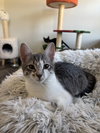 Tilde (formerly Leah) - Photo 3