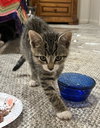 Asterisk (formerly Sushi) - Photo 2