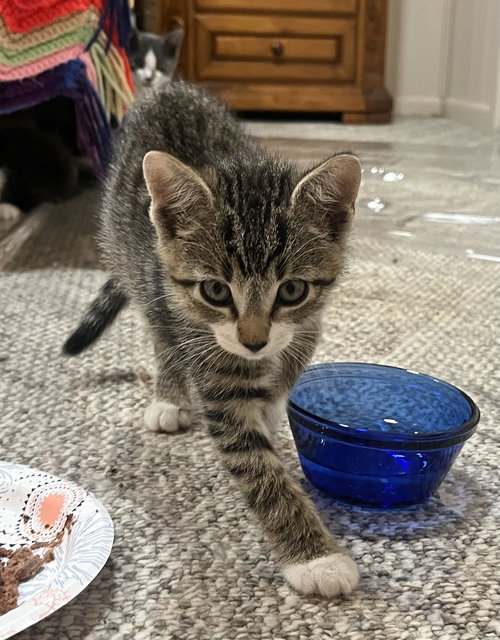 ASTERISK (FORMERLY SUSHI) - Domestic Short Hair available for adoption