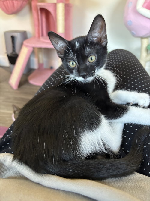 QUESTION MARK - Domestic Short Hair available for adoption