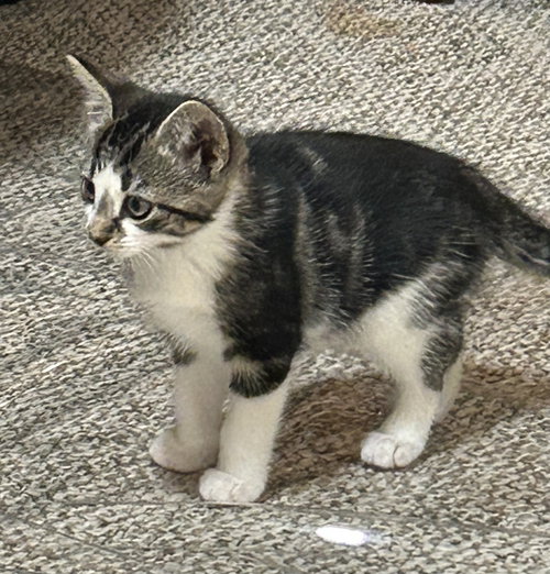 ELLIPSIS (FORMERLY SHEILA) - Domestic Short Hair available for adoption
