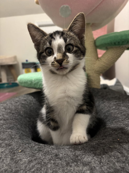 ELLIPSIS (FORMERLY SHEILA) - Domestic Short Hair available for adoption