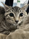 Bernadette2 (Bernie) - Photo 1
