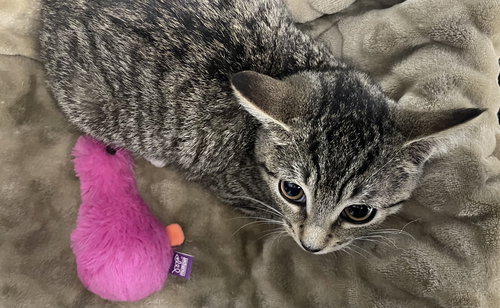 BERNADETTE2 (BERNIE) - Domestic Short Hair available for adoption