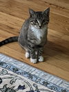 Bernadette2 (Bernie) - Photo 3