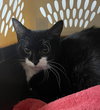 Speckles - Photo 1