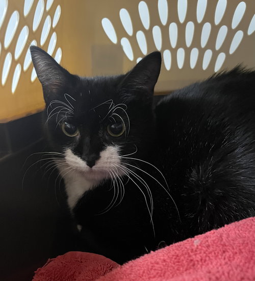 picture of the cat needing adoption