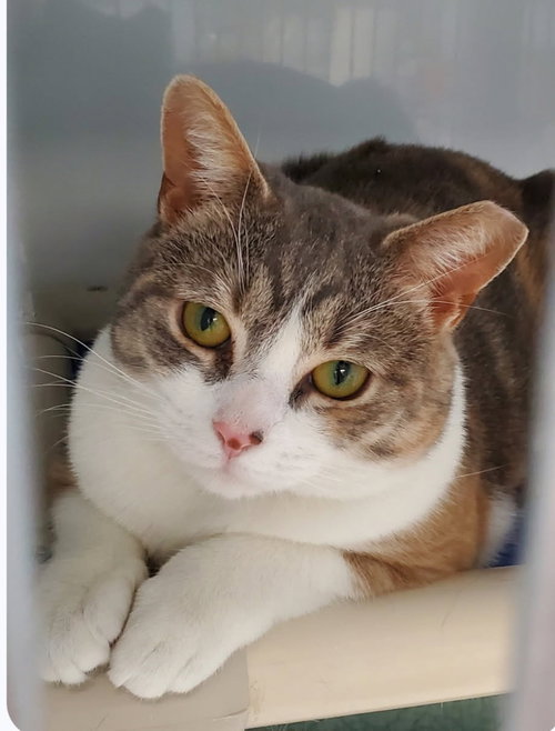 EMBER2 - Domestic Short Hair available for adoption