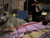 Dusty4 - Photo 1