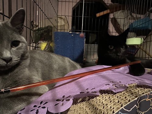 DUSTY4 - Domestic Short Hair available for adoption