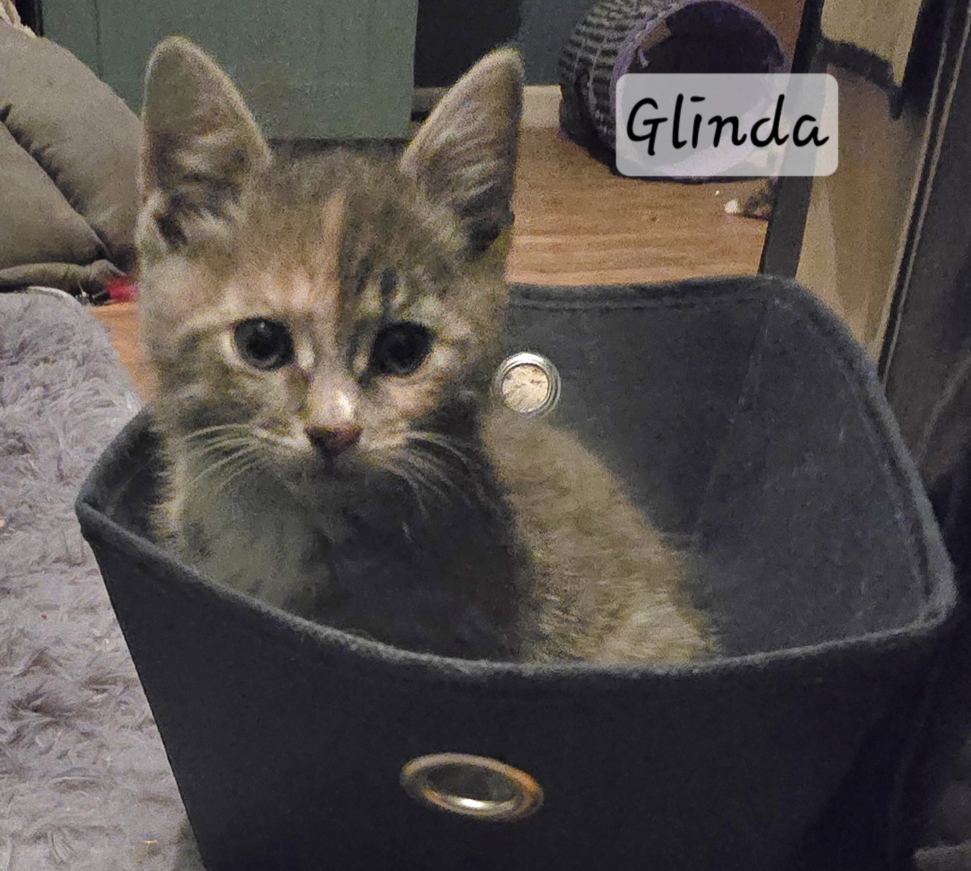Glinda Image