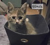 Glinda - Photo 1