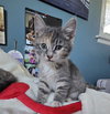 Glinda - Photo 3