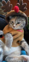 Glinda - Photo 4