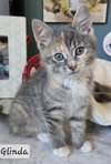 Glinda - Photo 5