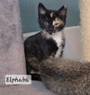 Elphaba - Photo 1