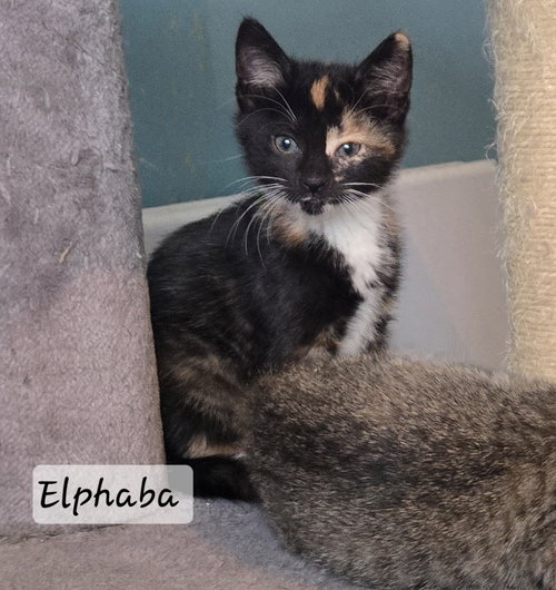 picture of the cat needing adoption