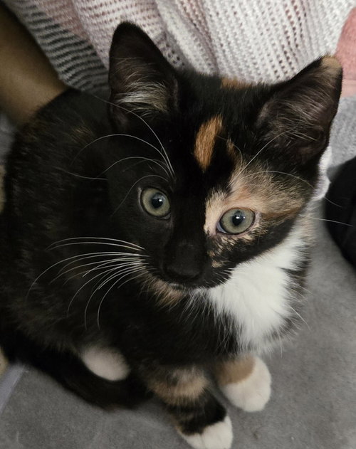 ELPHABA - Domestic Short Hair available for adoption