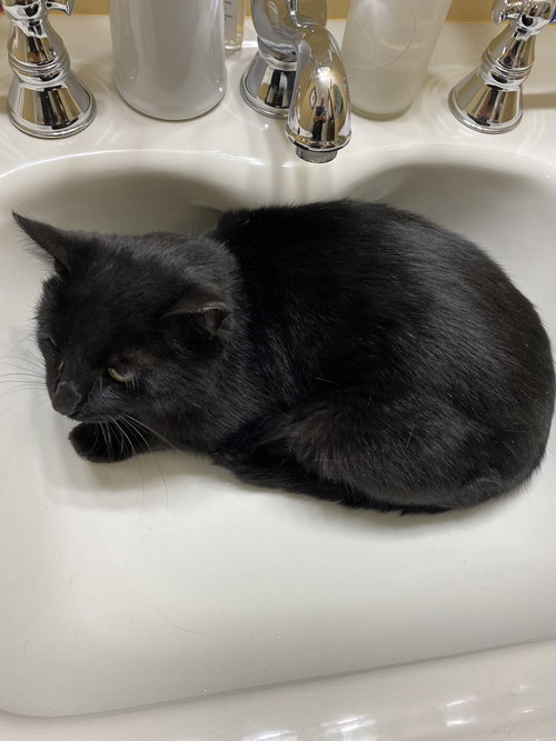 NOEL3 - Domestic Short Hair available for adoption