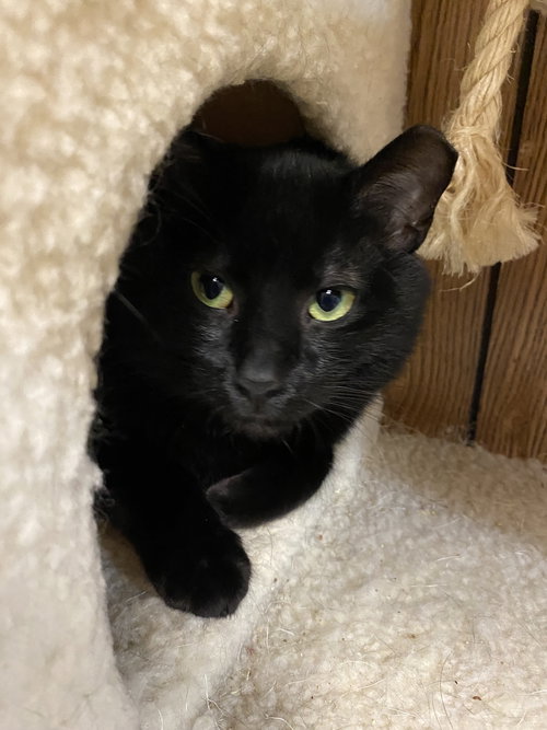 NOEL3 - Domestic Short Hair available for adoption