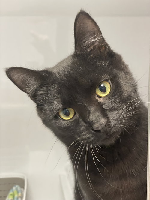 SPANKY - Domestic Short Hair available for adoption