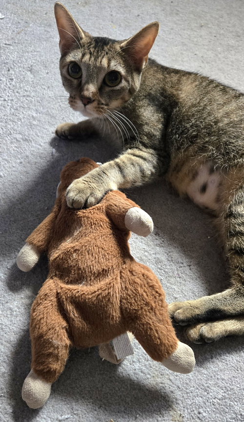 SLOAN - Domestic Short Hair available for adoption