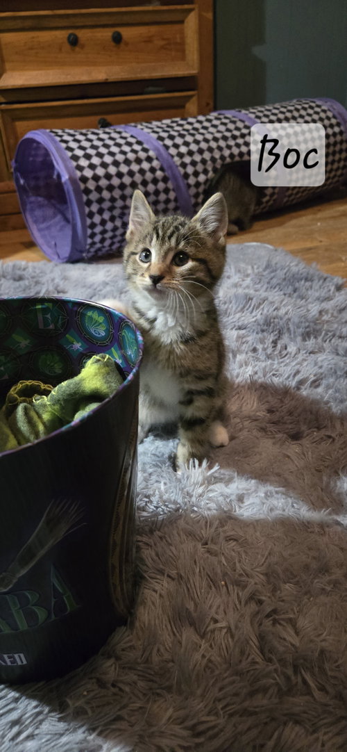 picture of the cat needing adoption