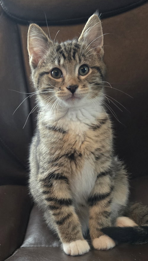 BOQ - Domestic Short Hair available for adoption