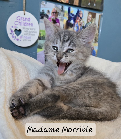 MADAME MORRIBLE - Dilute Tortoiseshell available for adoption