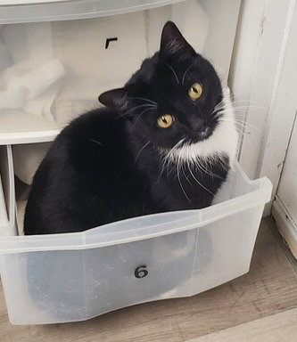 BELLA5 - Domestic Short Hair available for adoption