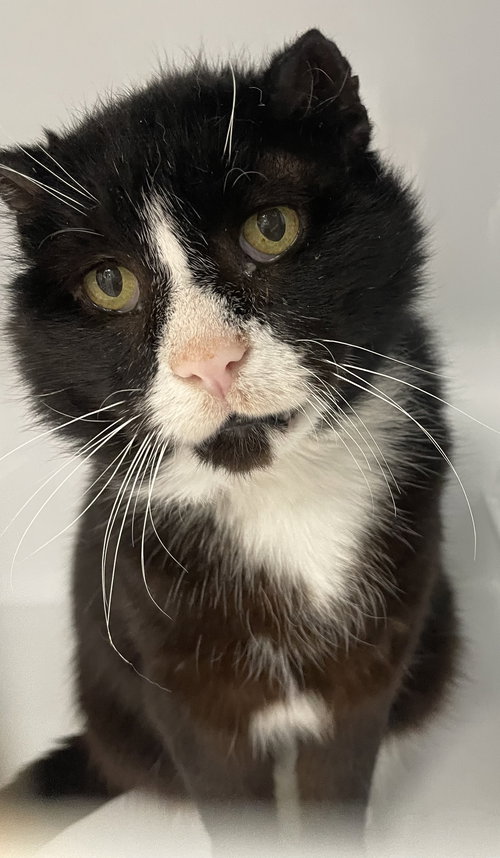 SCRAPPY - Domestic Short Hair available for adoption