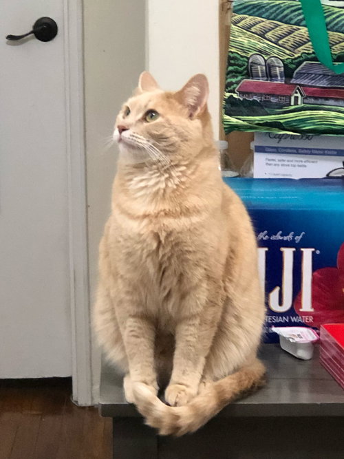 picture of the cat needing adoption