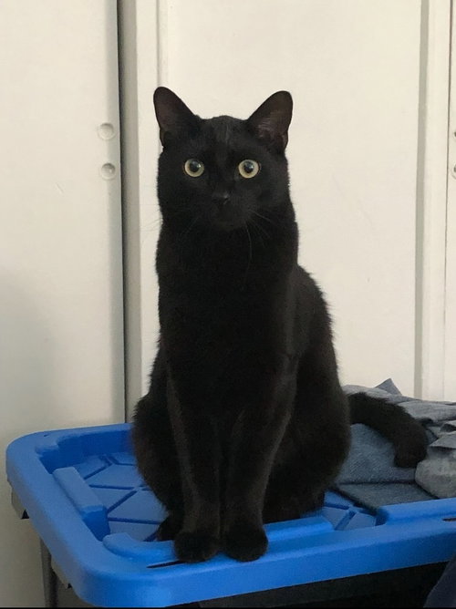 Toothless, an adoptable Domestic Short Hair in Colonia, NJ