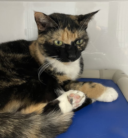 picture of the cat needing adoption