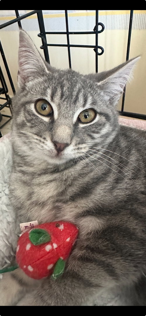 picture of the cat needing adoption
