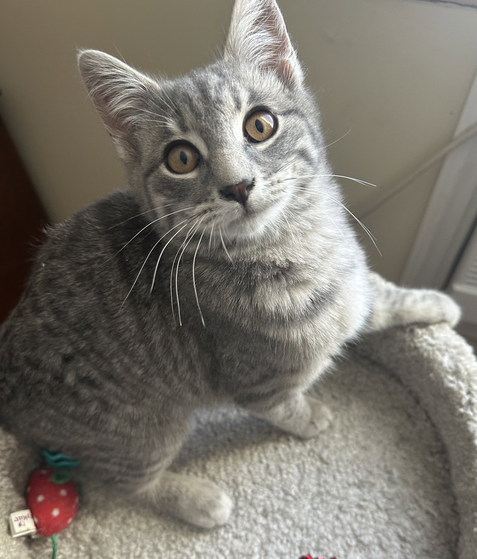 Peanut Image
