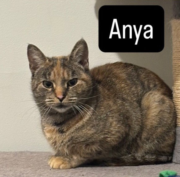 Anya Image