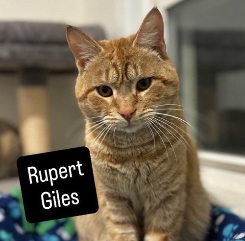 picture of the cat needing adoption