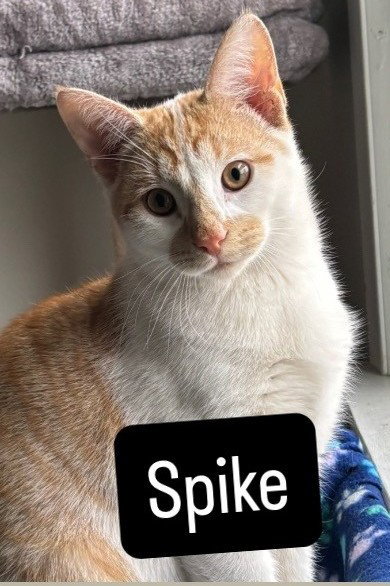 picture of the cat needing adoption