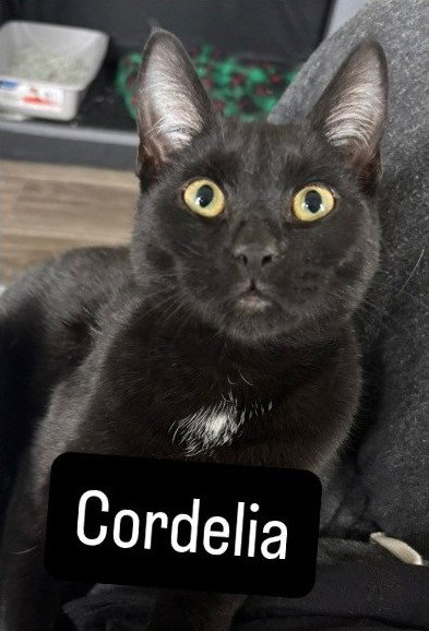 Cordelia Image
